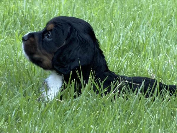 English Cocker Spaniel