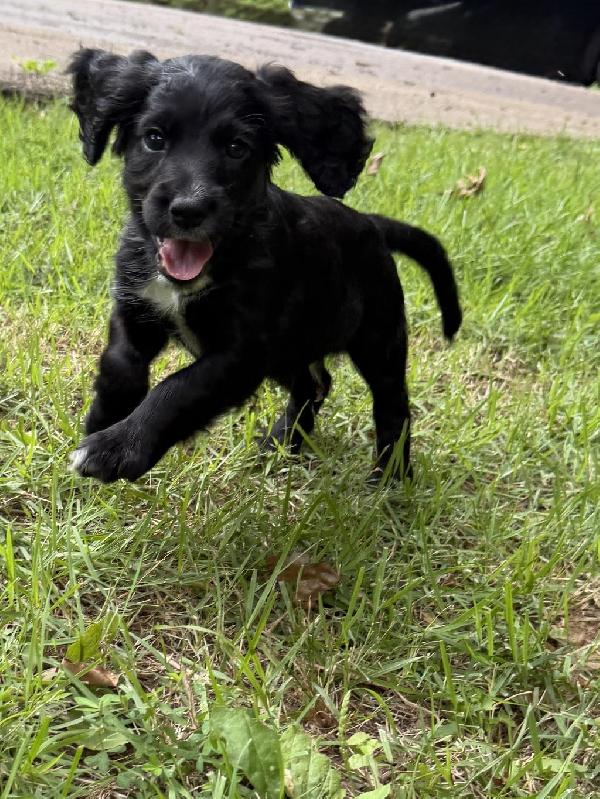 English Cocker Spaniel