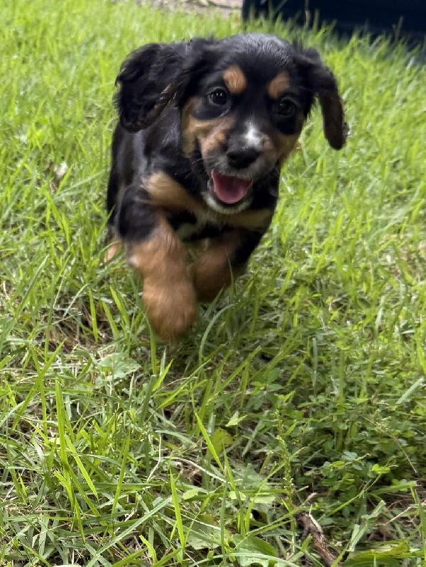 English Cocker Spaniel