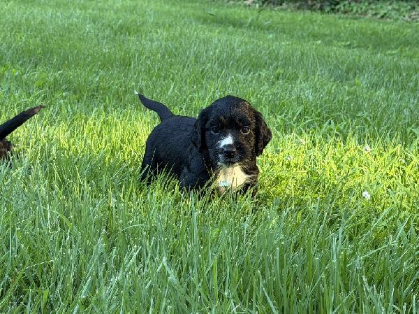English Cocker Spaniel