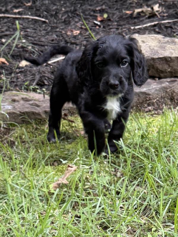 English Cocker Spaniel