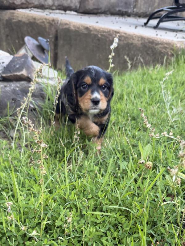English Cocker Spaniel