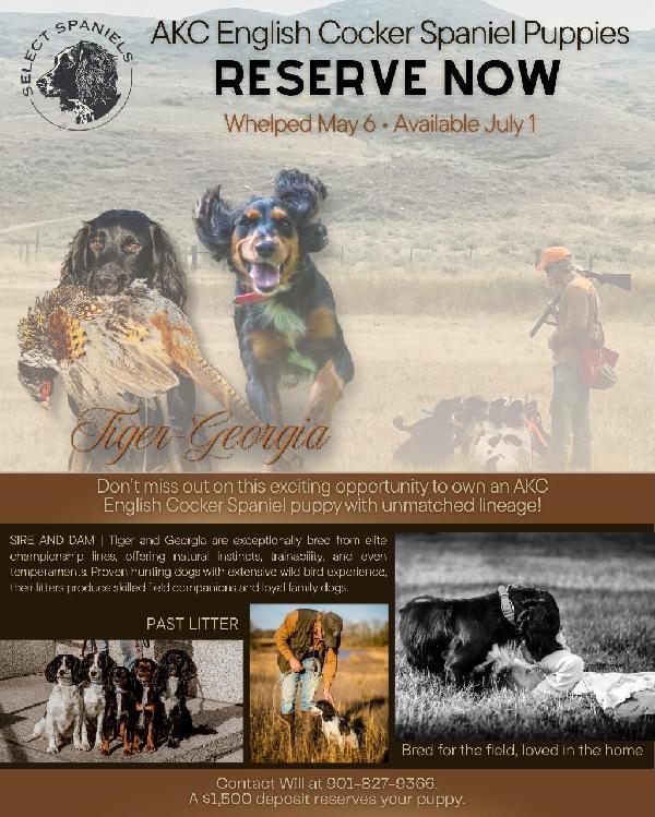 Flyer - SS ECS Pups for Sale.jpeg