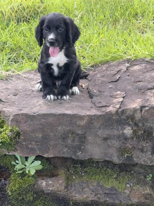 English Cocker Spaniel