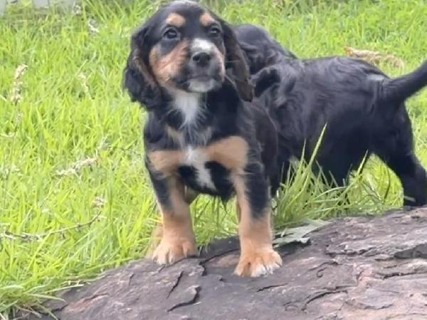 ENGLISH COCKER SPANIEL -HUNTING & FIELD TRIAL English Cocker Spaniel