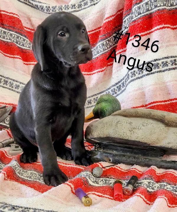 Labrador Retriever
