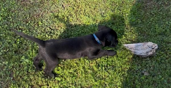 Labrador Retriever