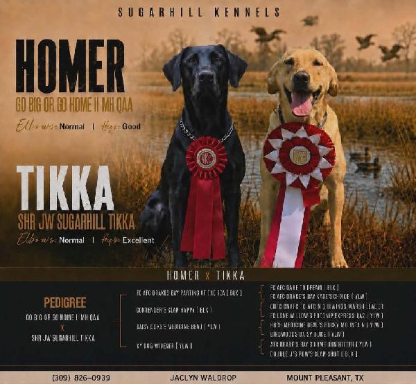 AKC LABRADOR PUPPIES Labrador Retriever