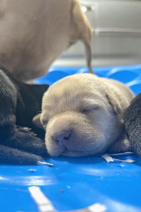 Labrador Retriever