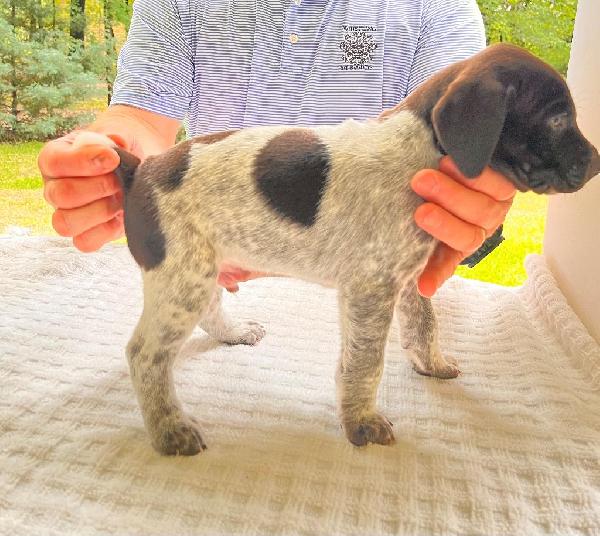 German Shorthaired Pointer