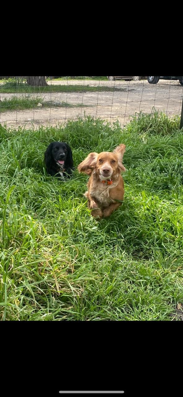 English Cocker Spaniel