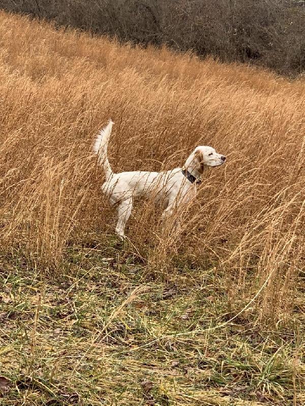 English Setter