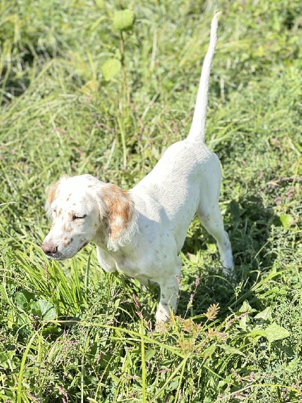 English Setter