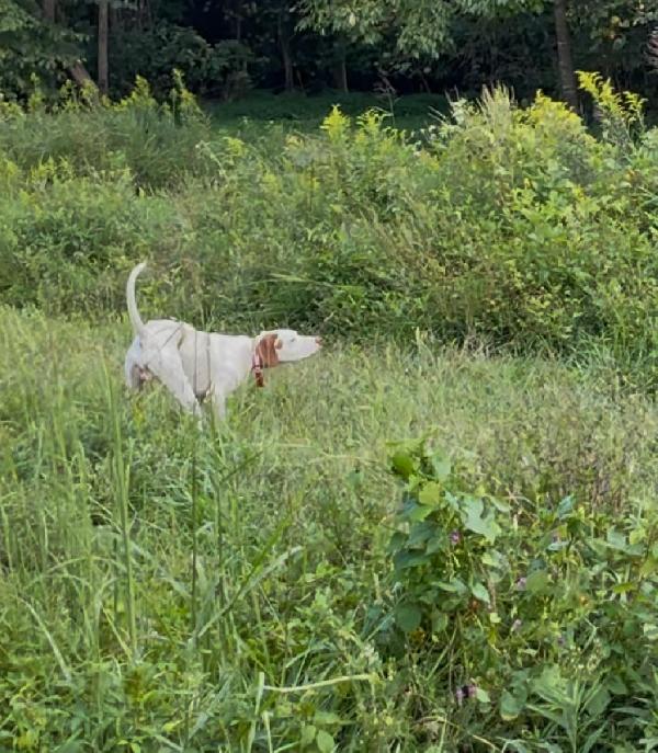 English Pointer