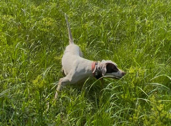 English Pointer