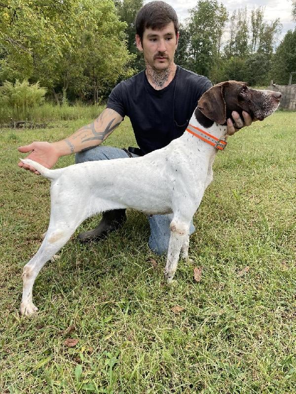 German Shorthaired Pointer