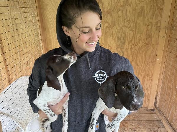 German Shorthaired Pointer