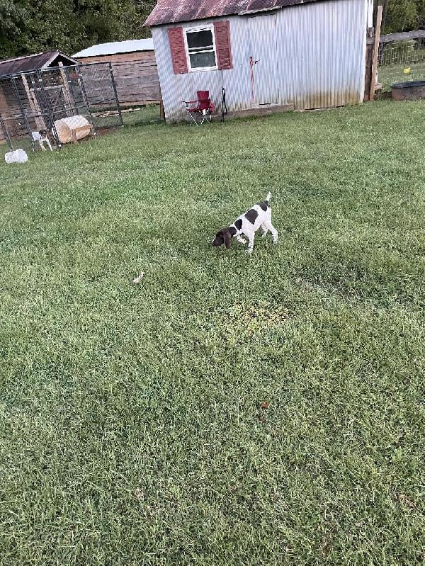 German Shorthaired Pointer