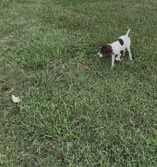 German Shorthaired Pointer