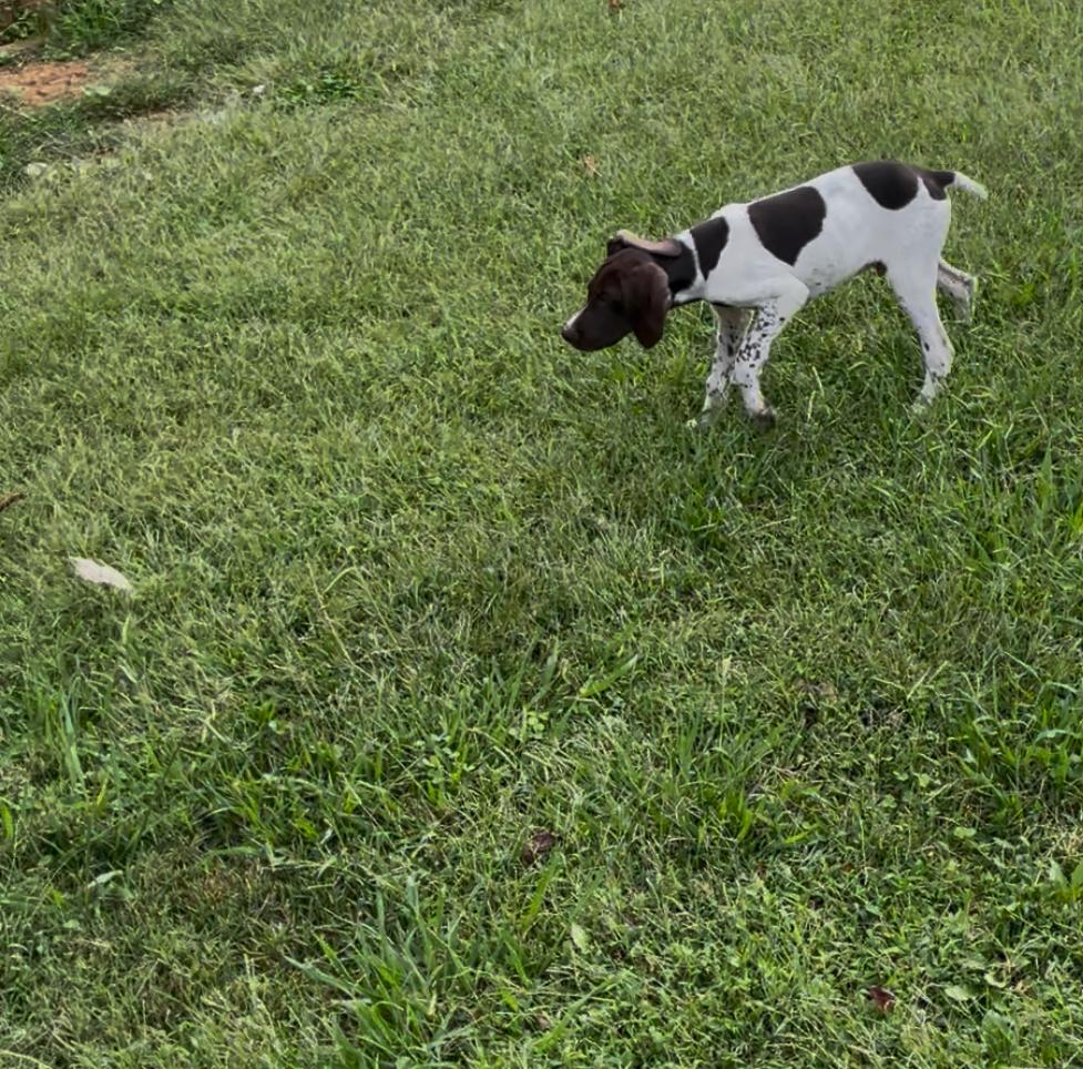 GERMAN SHORTHAIR German Shorthaired Pointer