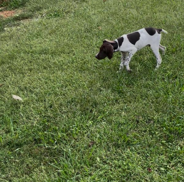 GERMAN SHORTHAIR German Shorthaired Pointer