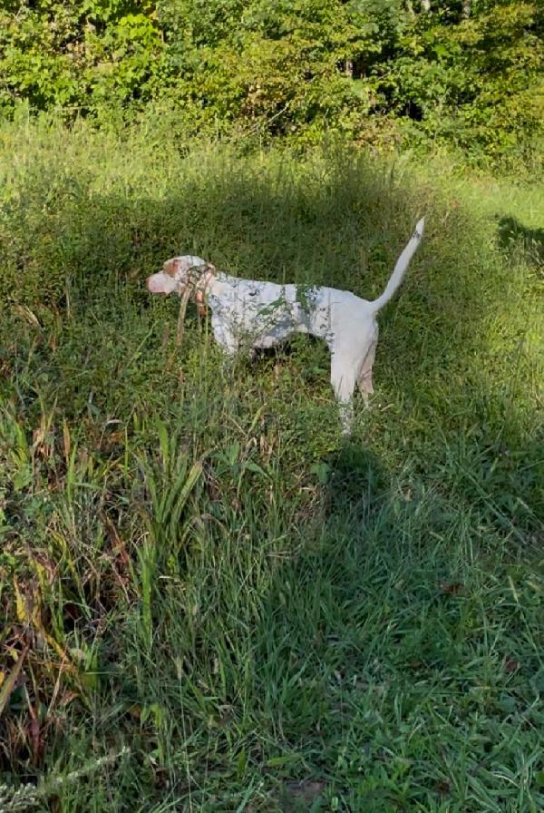 BEAUTIFUL FEMALE POINTER English Pointer