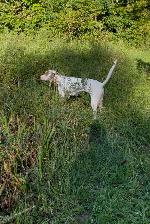 BEAUTIFUL FEMALE POINTER