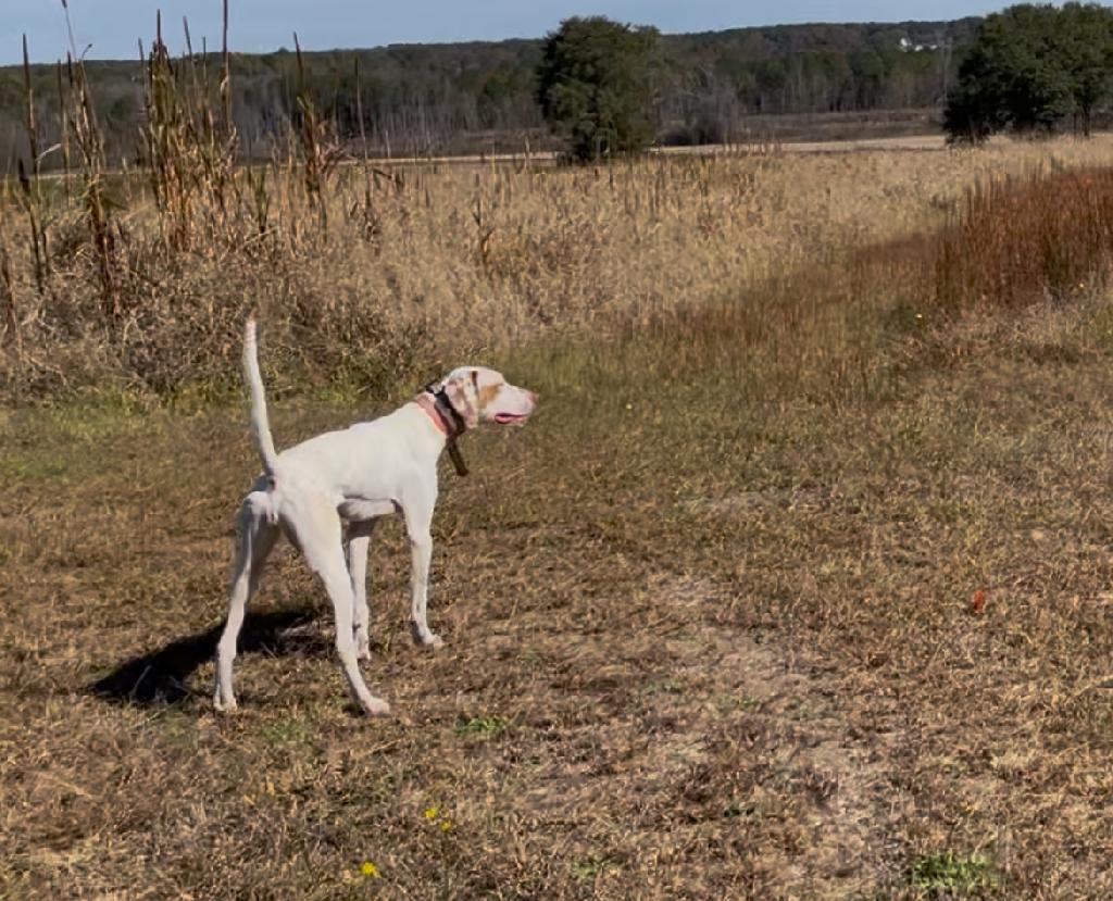 POINTER English Pointer