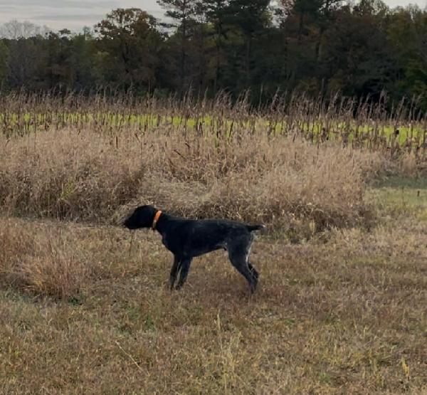 GERMAN SHORT HAIR German Shorthaired Pointer