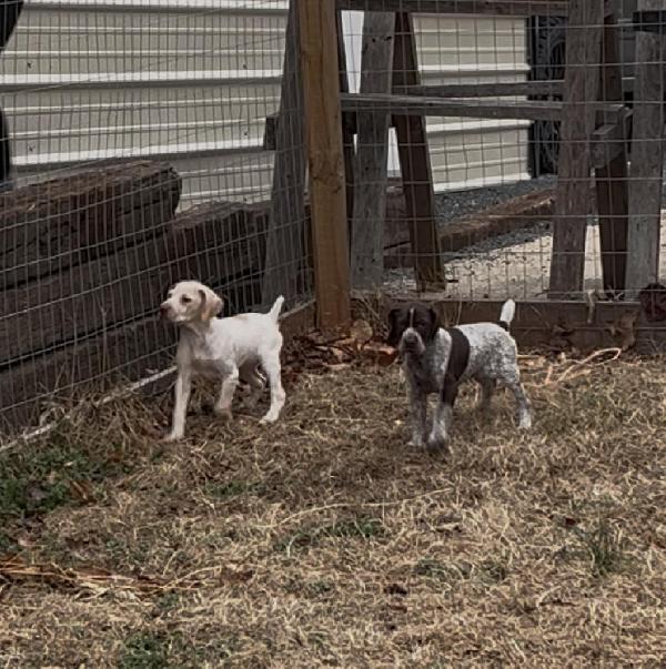 German Shorthaired Pointer