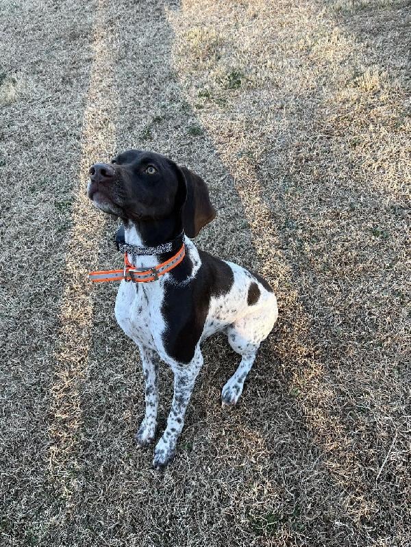 German Shorthaired Pointer