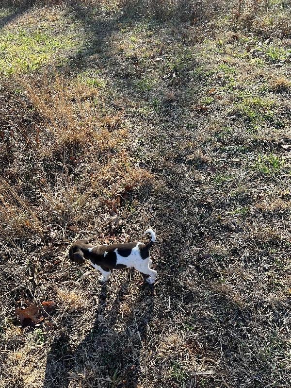 German Shorthaired Pointer