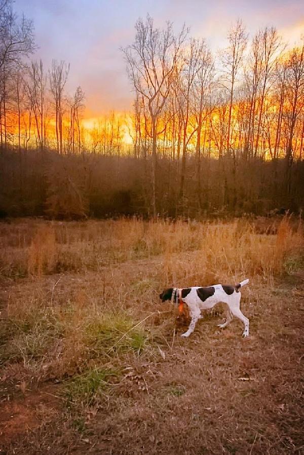 STARTED MALE German Shorthaired Pointer