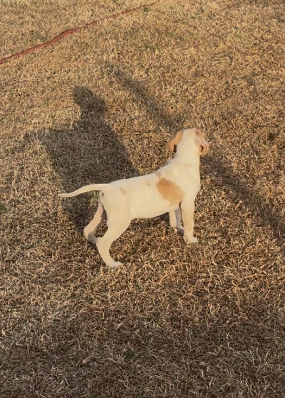 GSP PUPS German Shorthaired Pointer