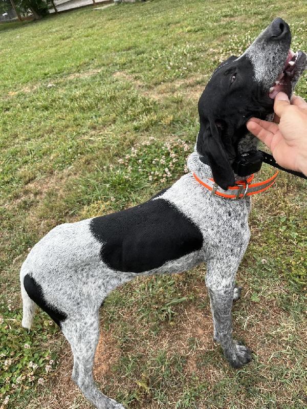 German Shorthaired Pointer