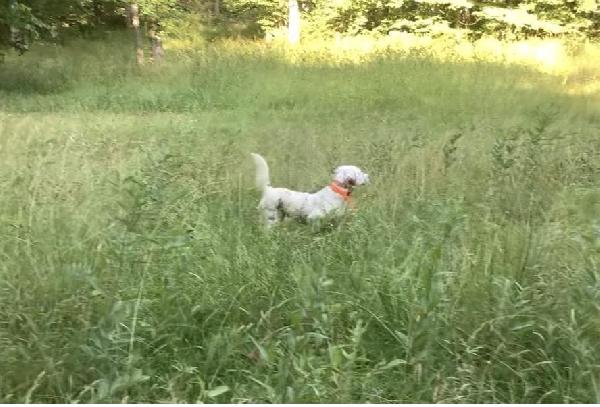 FEMALE SETTER English Setter