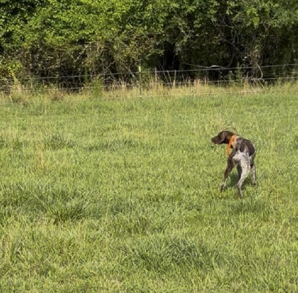 NICE YOUNG FEMALE German Shorthaired Pointer