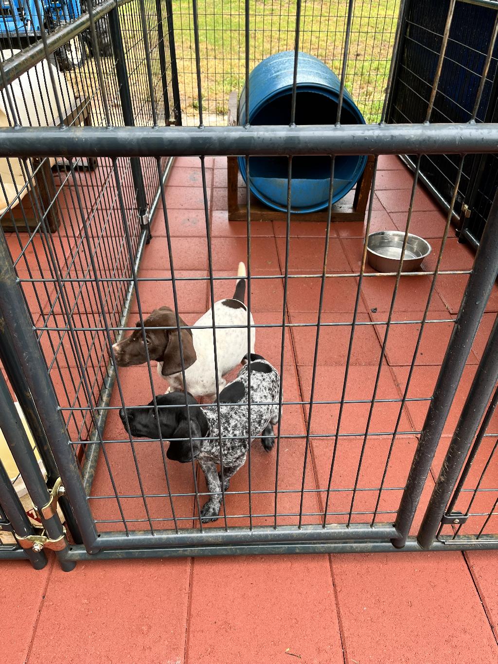 GSP PUPPIES German Shorthaired Pointer