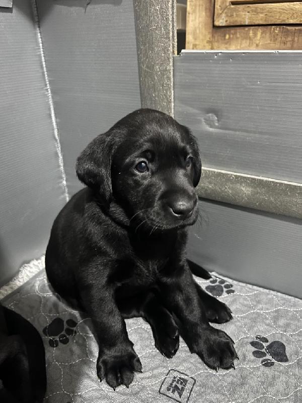 Labrador Retriever