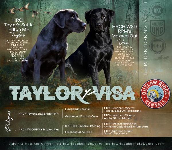 Labrador Retriever
