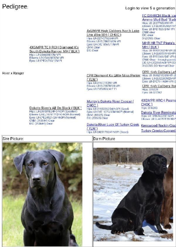Labrador Retriever