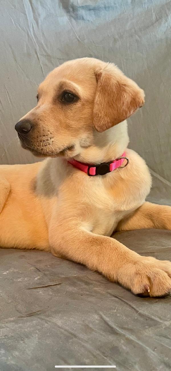 Labrador Retriever