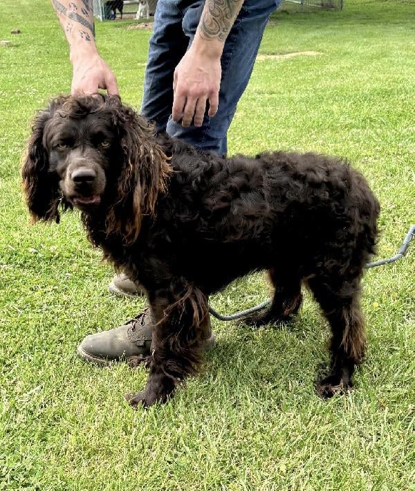 Boykin Spaniels