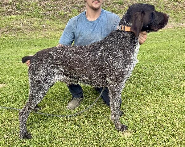 Wirehaired Pointing Griffon