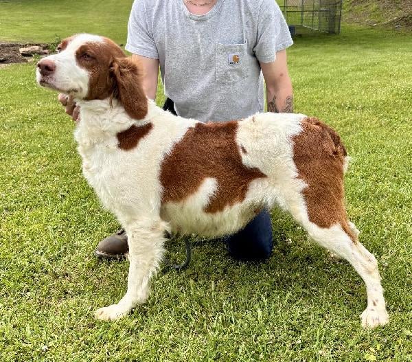 BRITTKIN PUPPIES Boykin Spaniels