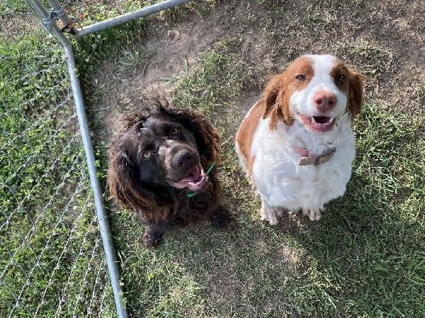 BOYKIN/BRITTANY PUPPIES Boykin Spaniels