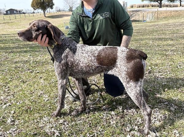 Wirehaired Pointing Griffon