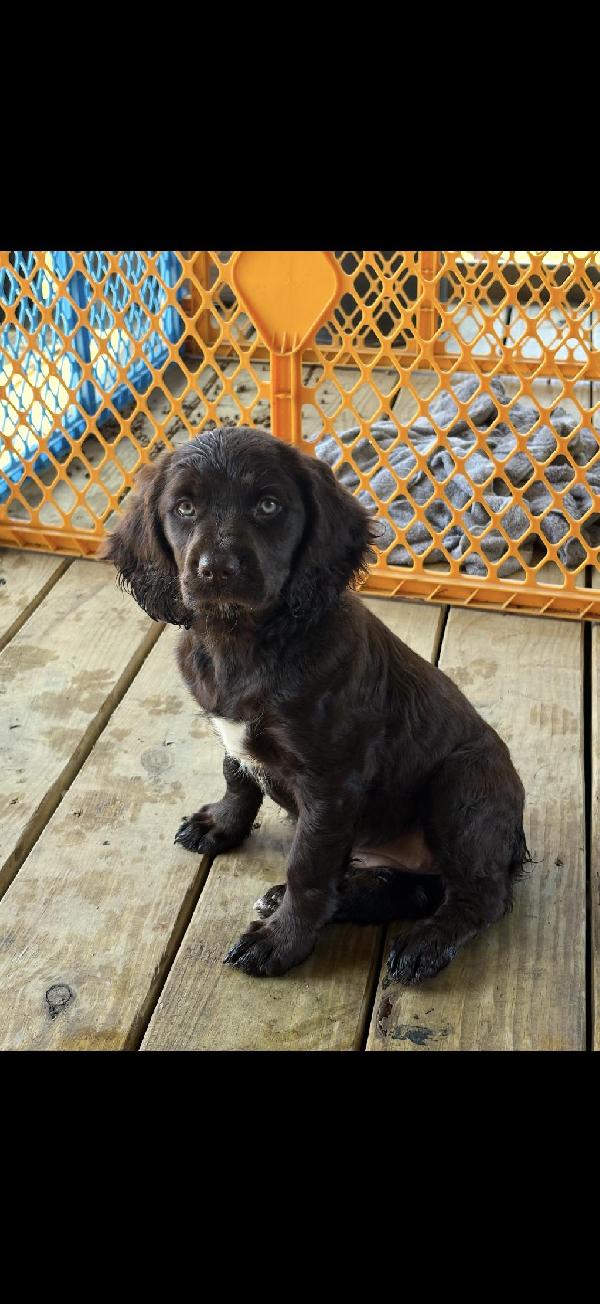 Boykin Spaniels