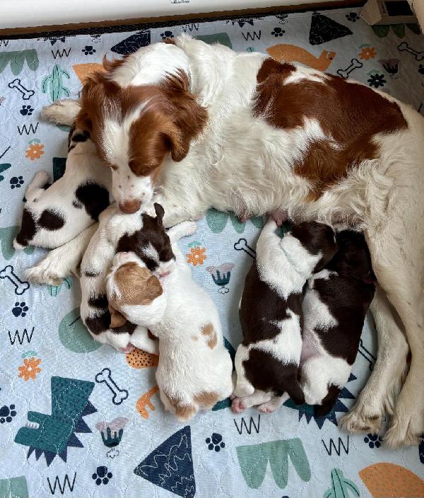 American Brittany