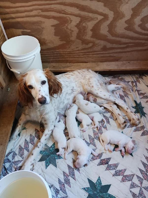 English Setter
